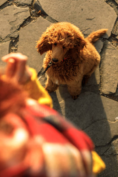istock Being a good boy deserves a reward 1202251134