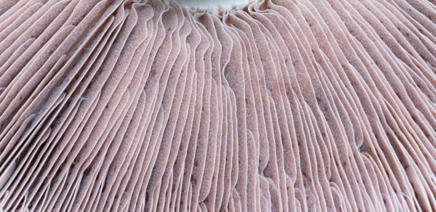 istock Portobello Mushroom Close-Up 1202251468