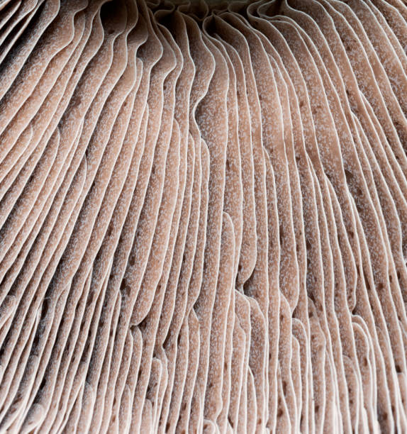 istock Portobello Mushroom Close-Up 1202251659