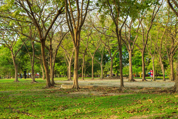 istock Many tree and meadow in a park with sky background. 1202255926