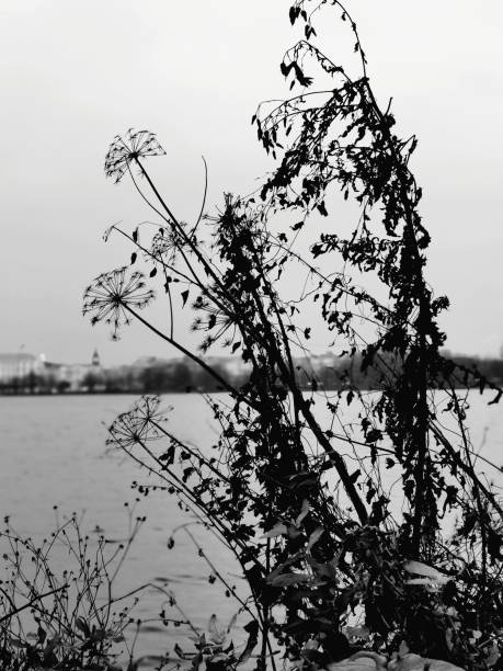 Silhouette of blossom