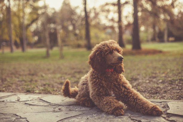 istock Attentive red standard poodle in a public park 1202257450