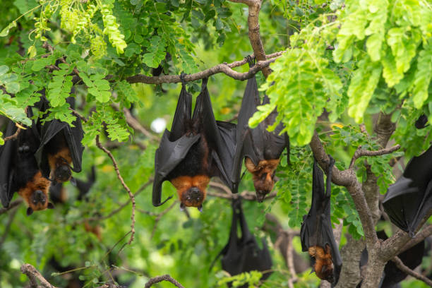 Bats hanging on a tree branch ,bats are among the carriers of the coronavirus epidemic ravaging China Bats hanging on a tree branch ,bats are among the carriers of the coronavirus epidemic ravaging China fruit bat stock pictures, royalty-free photos & images