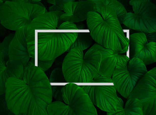 istock Top view nature concept. Creative layout dark green leaves texture background with white square frame. Natural wallpaper background. Empty free space for design creative text, advertising. Flat lay, 1202259176