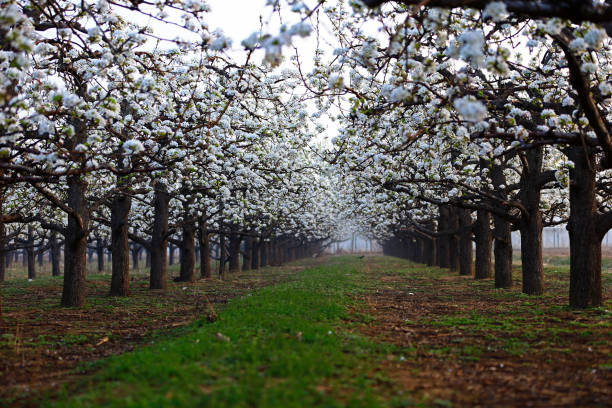 istock Blooming pear flower, very beautiful 1202259443