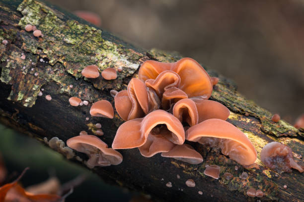 Auricularia auricula-judae stock photo