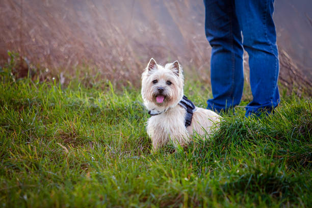 istock Mature man walks with a dog in nature 1202260335