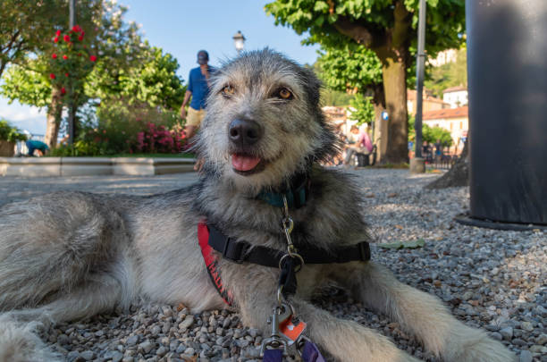 Portrait of dog sticking out tongue outdoors. Location: Bellagio, Province of Como, Lombardy, Italy.