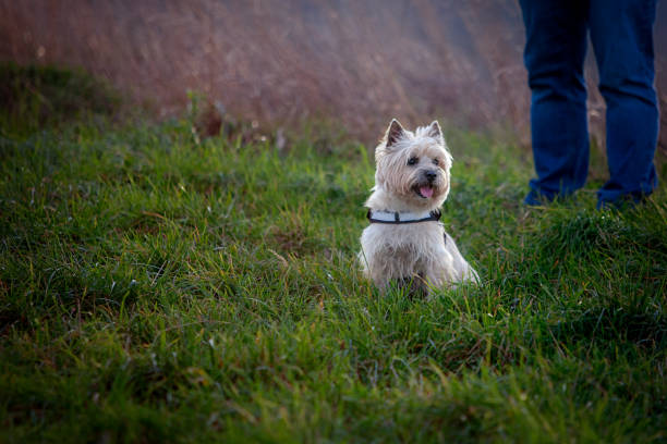 istock Mature man walks with a dog in nature 1202260376