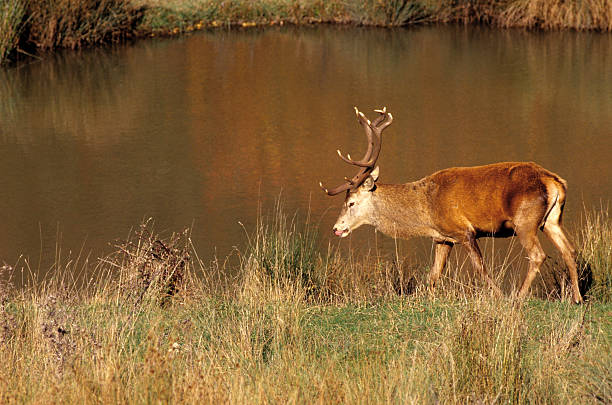 Deer ( Cervus elaphus ) stock photo