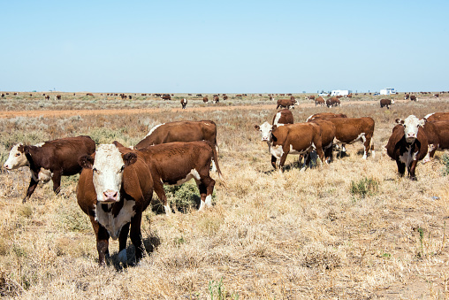 Brown Brahman Cow face, standing in a green grass meadow, Queensland, Australia. Close-up