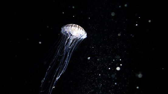 Photography of jelly fish swimming in front of a dark background with bokeh effects. Perfectly usable for all nature subjects.