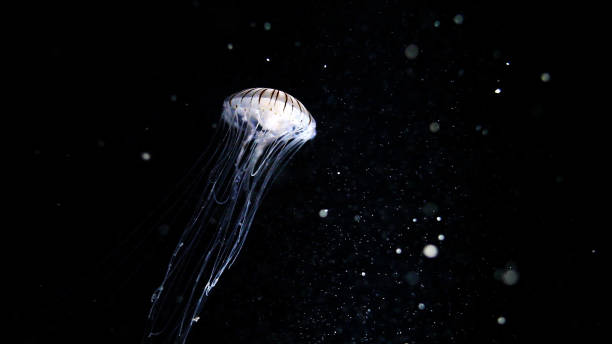 Jelly fish swimming in front of dark background with bokeh effects Photography of jelly fish swimming in front of a dark background with bokeh effects. Perfectly usable for all nature subjects. bioluminescence water stock pictures, royalty-free photos & images