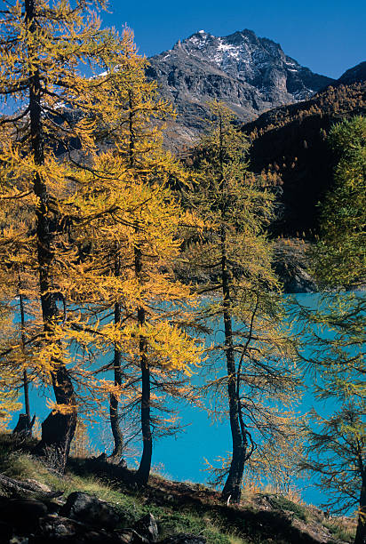 Aosta Valley Place Dam Moulin Valpelline Larici in Autumn stock photo