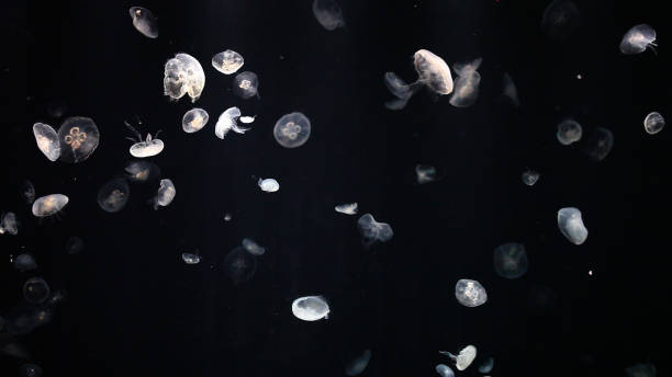 istock Group of jelly fish swimming with dark background 1202262004
