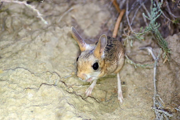 jerboa / jaculus les jerboa sont un animal de steppe et mènent une vie nocturne - long ear photos et images de collection