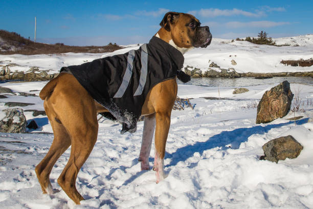 istock A Boxer Dog down by the shoreline. 1202265139