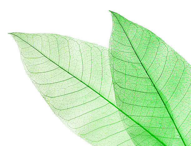 istock Two dried green leaves isolated on white 120226552