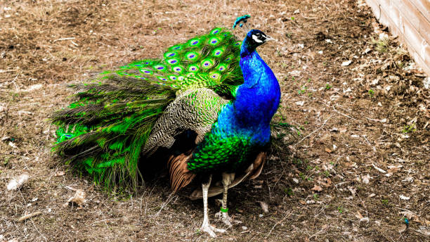 istock Peacock in Swedish park 1202266013