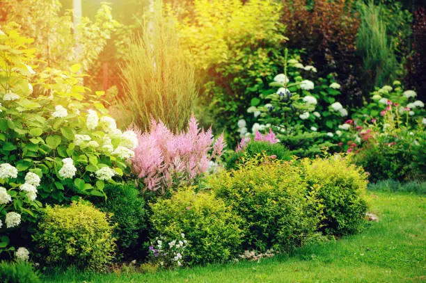 Photo of mixed border in summer garden with yellow spirea japonica, pink astilbe, hydrangea. Planting together shrubs and flowers
