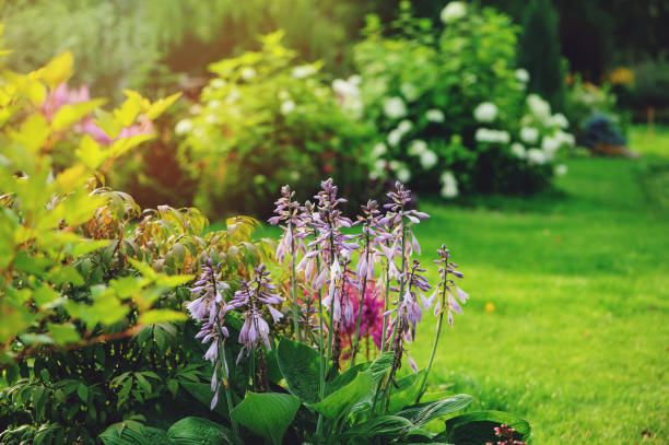 belle vue de jardin d'été, bordure mélangée avec hosta, conifères, hortensia et autres arbustes et fleurs - perennial plant photos et images de collection