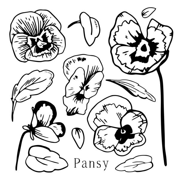 Set of pansies flowers and leaves. Hand drawn outline vector black and white sketch illustration Set of pansies flowers and leaves. Hand drawn outline vector black and white sketch illustration isolated on white background pansy stock illustrations