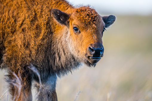 Red Dogs In The Field Of Custer State Park South Dakota Stock Photo
