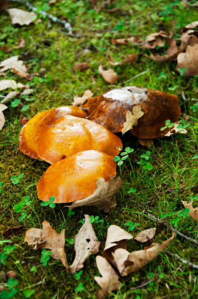 istock close up of slippery jack mushrooms in grass 1202267849