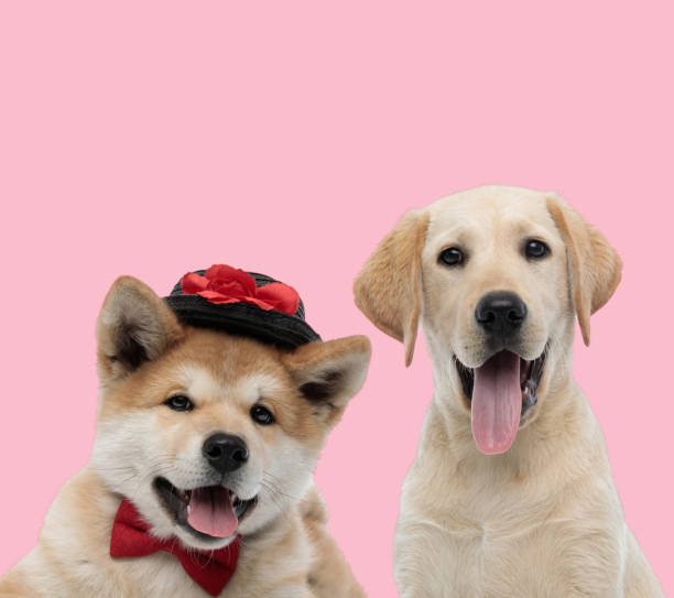 team of two dogs, akita inu and labrador retriever, wearing hat and bowtie, panting and sticking out tongue on pink background