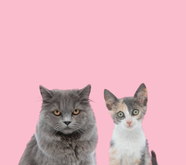 istock team of two cats on pink background 1202268118
