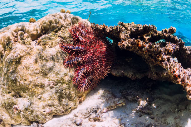 istock Underwater scene with corals and starfish in tropical ocean 1202268303