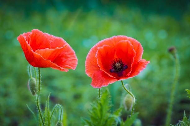 ��녹색 자연 배경에 아름다운 빨간 양귀비 꽃의 닫기, 기억과 기억의 상징. - poppy field remembrance day flower 뉴스 사진 이미지