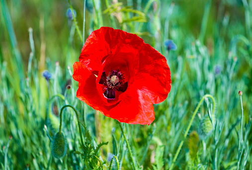 Close up of one single beautiful red poppy flower on green nature background, symbol of remembrance and memory.