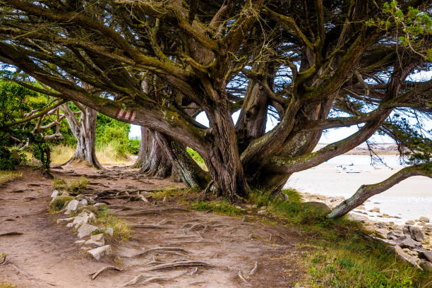 Large old cypress tree on the GR34 coastal path on the Ile-Grande island in Brittany, France.