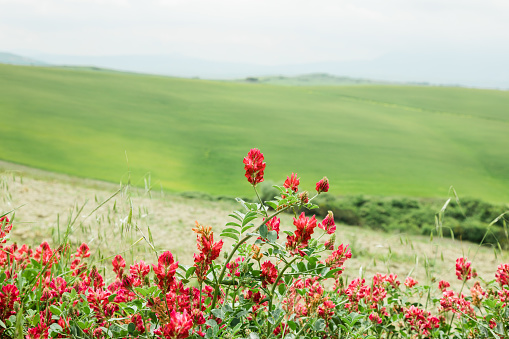 Beautiful red flowers in the field in spring time