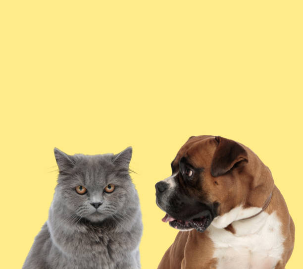 istock couple of animals looking at camera and aside 1202270034