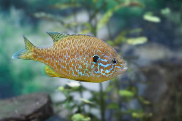 Close Up Side View Of Swimming Pumpkinseed Sunfish In Water Stock