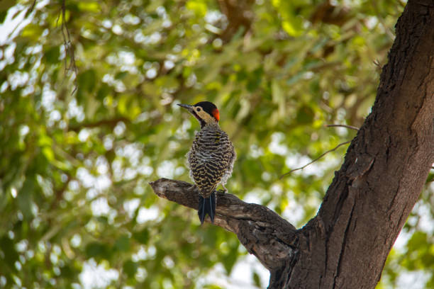 istock Green-barred woodpecker perched on a tree branch 1202270143