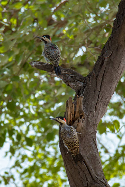 istock Pair of woodpeckers perched on a tree branch 1202270889