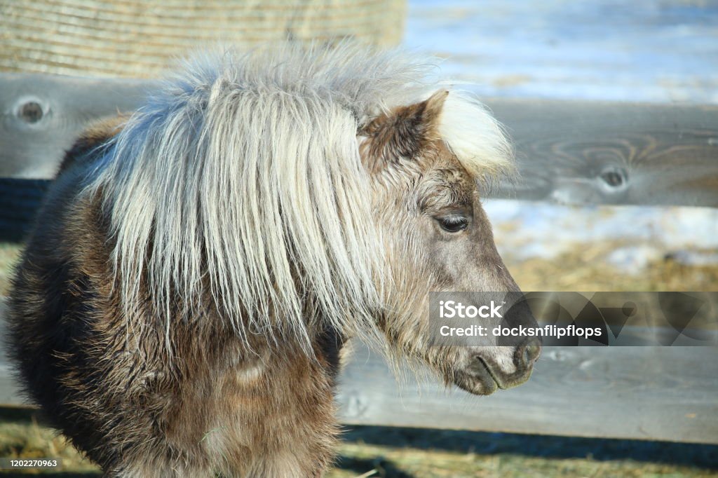 Pony De Color Gris Con Melena De Color Plata Foto de stock y más banco de imágenes de 2020 - 2020, Aire libre, Animal doméstico - iStock Pony De Color Gris Con Melena De Color Plata Foto de stock y más banco de imágenes de 2020 - 2020, Aire libre, Animal doméstico - iStock