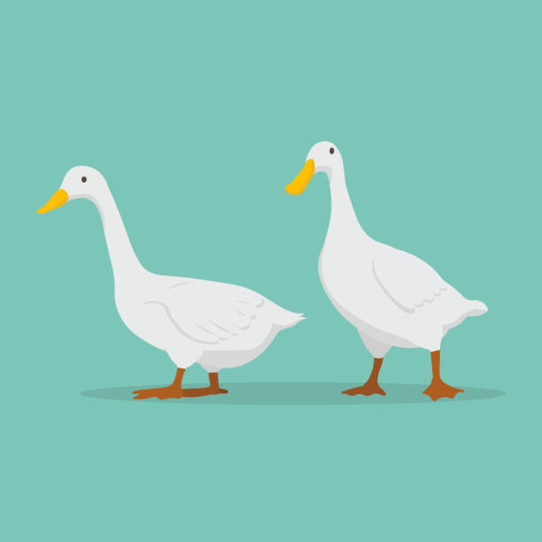 Cartoon Character Goose Illustrations, Royalty-Free Vector Graphics & Clip Art - iStock Cartoon Character Goose Illustrations, Royalty-Free Vector Graphics & Clip Art - iStock