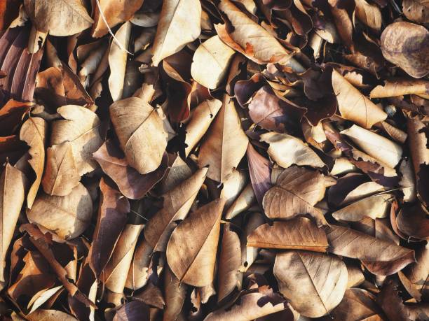 istock Beautiful of brown dried leaves 1202272183