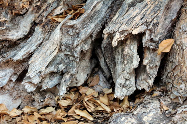 istock Broken unusually strange wooden texture on side of tall old tree trunk partially covered with fallen brown leaves 1202273239