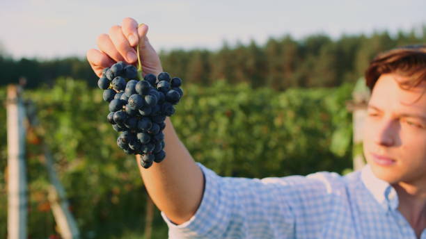 istock Man testing ripening of grapes 1202273265