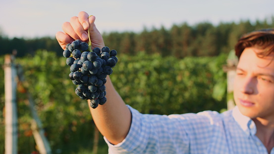 Man testing ripening of grapes. Side view of young man in shirt holding bunch of grapes and exploring its quality in nature