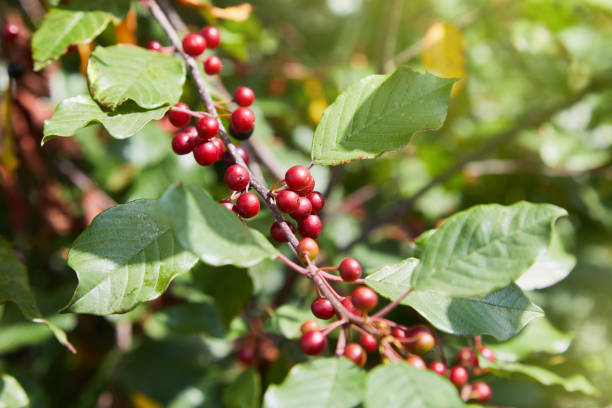 istock Berries of alder buckthorn (Frangula alnus). 1202273731
