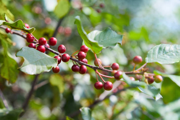 istock Berries of alder buckthorn (Frangula alnus). 1202273756