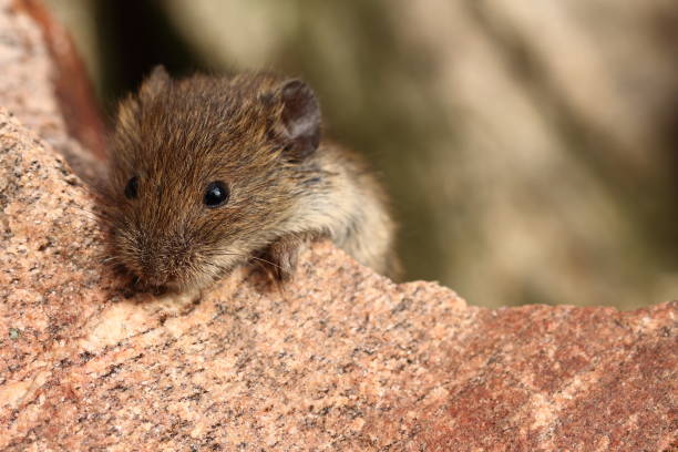 istock Wild cute house mouse (Mus musculus) outside on stone. Around is copy space (empty, free place) for text. Mouse (animal) is adorable, sweet and it is close up look (view). 1202273798