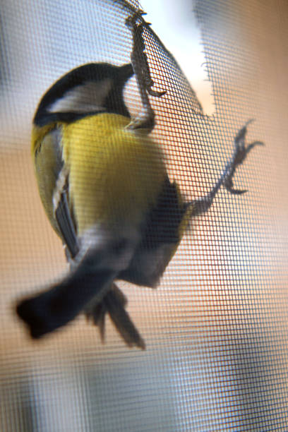 istock A tit pecks a mosquito net and makes a hole in it. The bird is sitting on the grid 1202274788