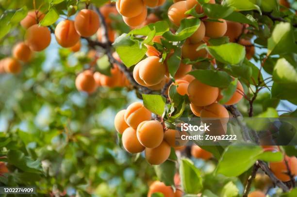 A Bunch Of Ripe Apricots Hanging On A Tree In The Orchard Apricot Fruit Tree With Fruits And Leaves Ukraine Stock Photo - Download Image Now